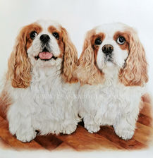 Two Cavalier King Charles Spaniels
portrait in coloured pencil by Anna Bogusz.