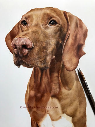 Partially completed pencil portrait of a Vizsla dog on paper, with a colored pencil lying beside it.