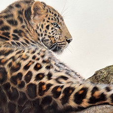 leopard in coloured pencil and watercolour by Anna Bogusz