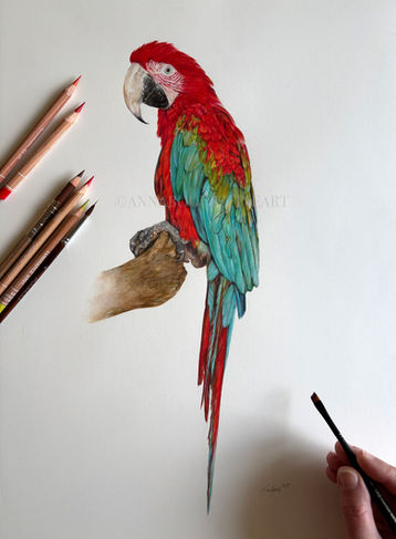A vibrant painting of a Green-winged Macaw, showing the full bird including its long colorful tail, set against a light background. The piece is in an elongated format to capture the bird’s full form.