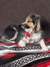 Australian shepherd lying on a patterned blanket, looking to the side.