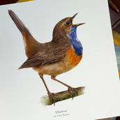 A postcard with a bluethroat study by Anna Bogusz