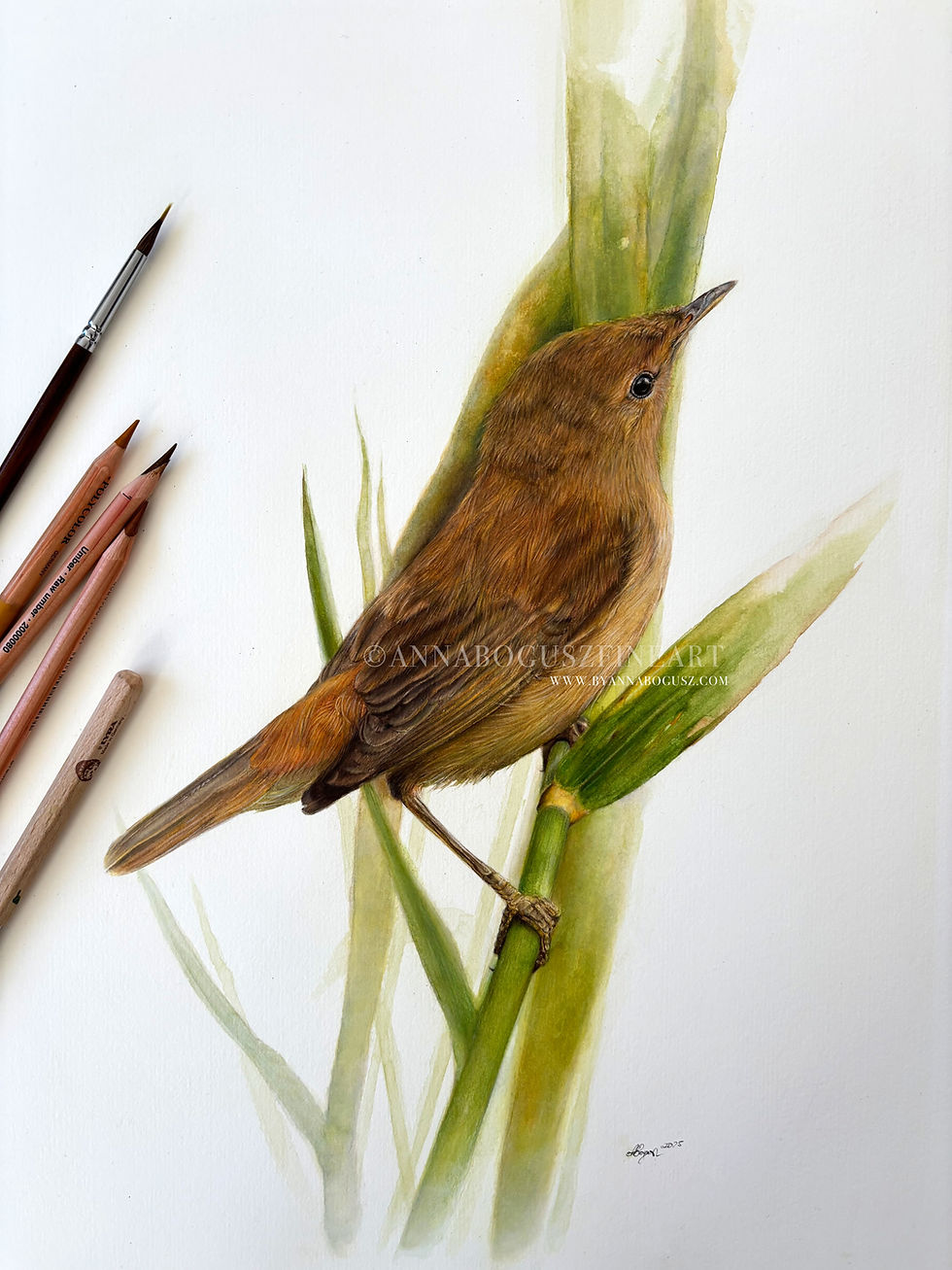 Warbler study in watercolour and coloured pencil by Anna Bogusz