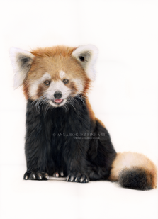 Ranfa the red panda in coloured pencil by Anna Bogusz.