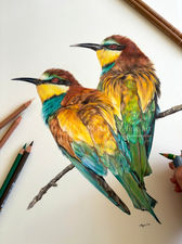 Two bee eaters on a branch in coloured pencil.