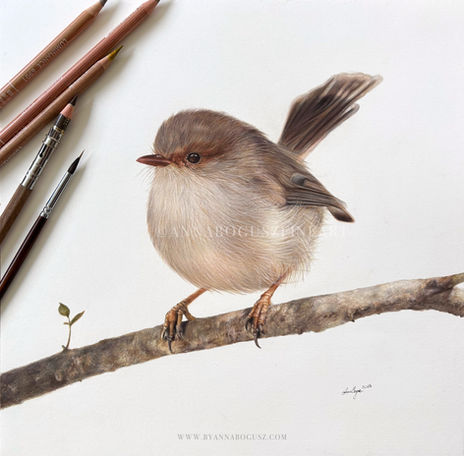Superb Fairywren sitting on a branch in coloured pencil by Anna Bogusz