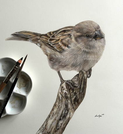 'Sparrow Study no. 2' (female) in coloured pencil and watercolour by Anna Bogusz.