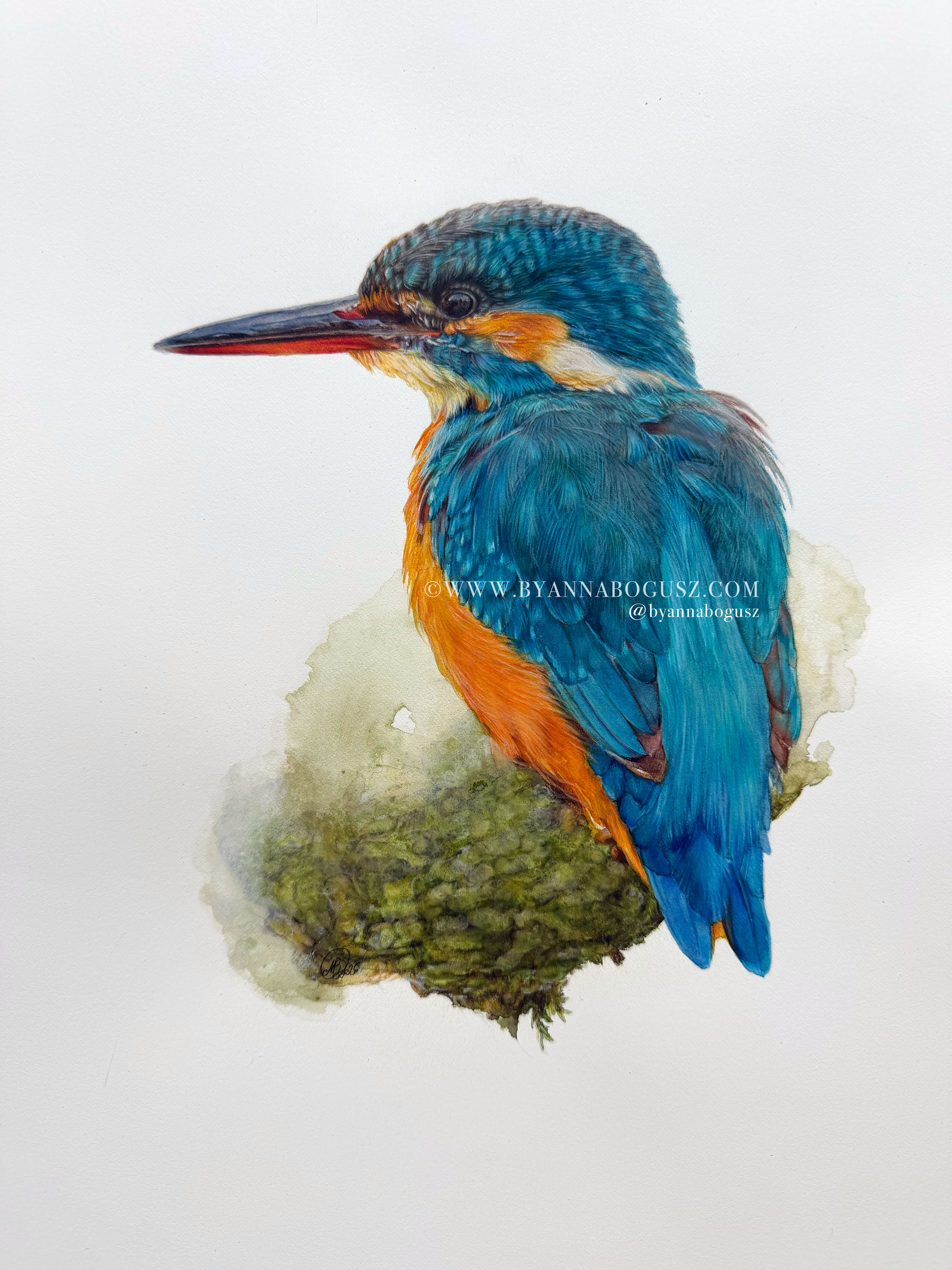Kingfisher on a tree branch in coloured pencil and watercolour by Anna Bogusz