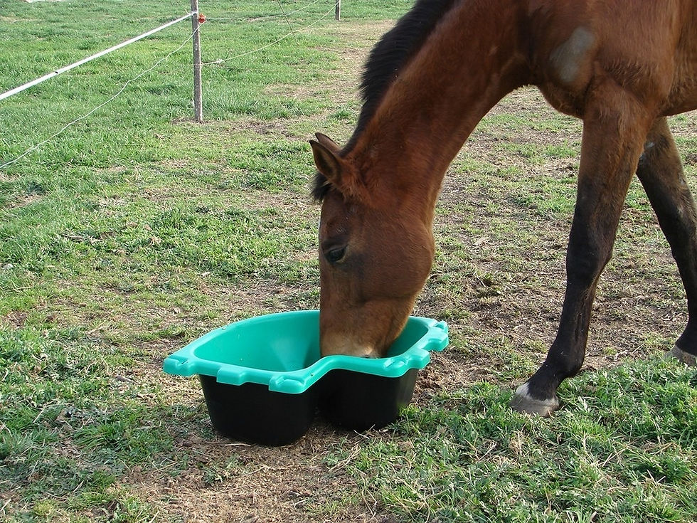 Miniatura: COMEDERO ANGULAR