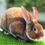 Thumbnail: Rex rabbit waitlist