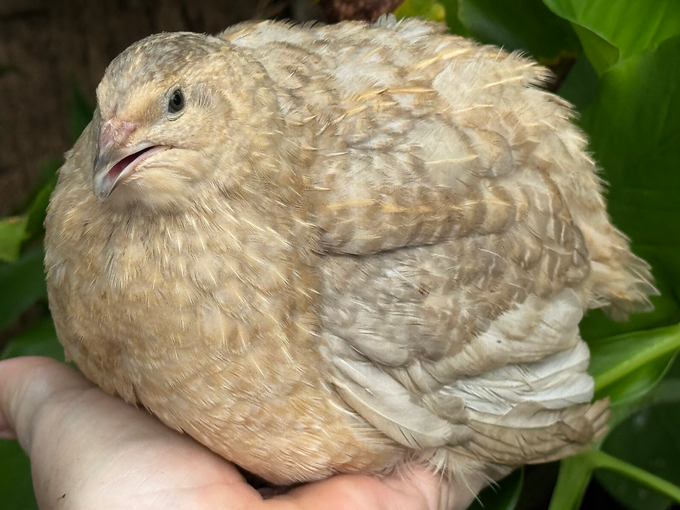 Thumbnail: Assorted live birds Jumbo