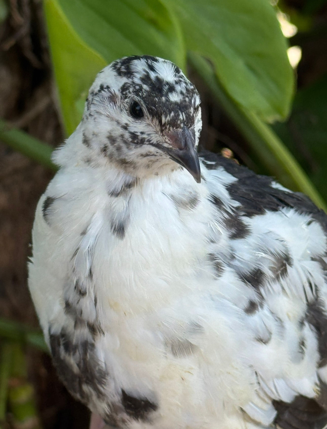 Jumbo Progressive Pied collection 