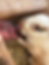 Thumbnail: Rex rabbit waitlist