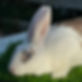 Thumbnail: Rex rabbit waitlist