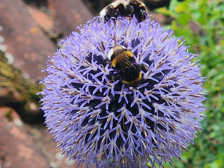 Invandrare - in wanderer,                     Swedish word for "immigrant"     