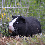 Cochon d'inde dans l'herbe