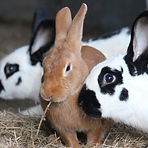 Lapins dans leur cabane