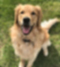 Tucker, our family's Golden Retriever