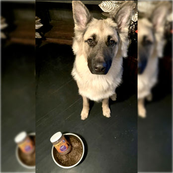 Duke the German Shepherd sitting in front of his food bowl with Zaniya Woci Freeze Dried Elk and Venison Dog Food Toppers