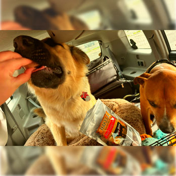 Duke and Kali taking turns eating Hakela Freeze Dried Beef Liver and Heart Treats