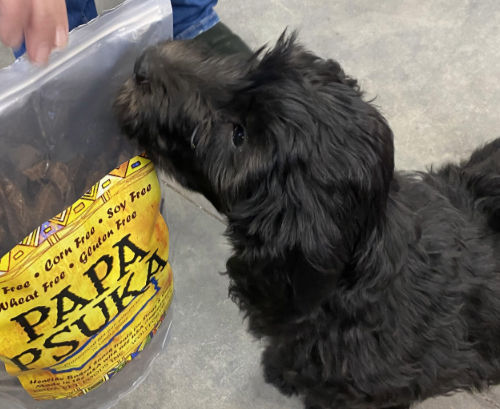 Eye-level view of a dog happily eating a natural treat
