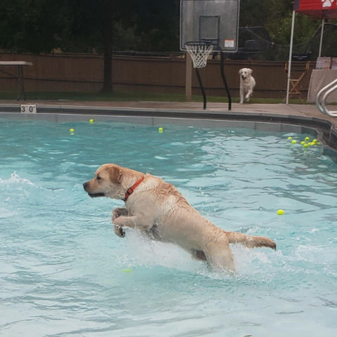Csonka the Yellow Lab jumping in a swimming pool filled with tennis balls