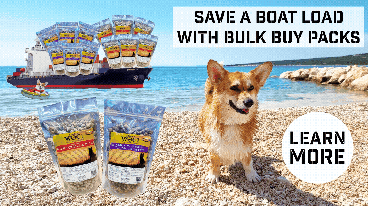 Corgi on the beach with Zaniya Woci Bites and a cargo boat filled with Zaniya Woci Bites Dog Food