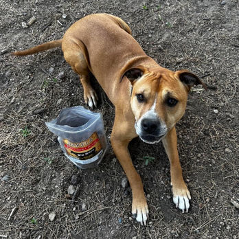 Kali the American Staffordshire Terrier laying down next to an open bag of Hakela Freeze Dried Beef Liver and Heart Treats