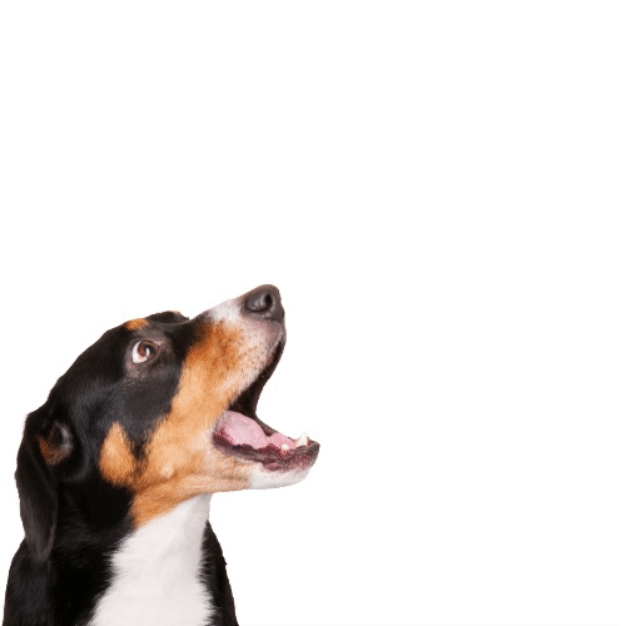 Dog trying to catch Casakala Meat Sticks Dog Treats in its mouth