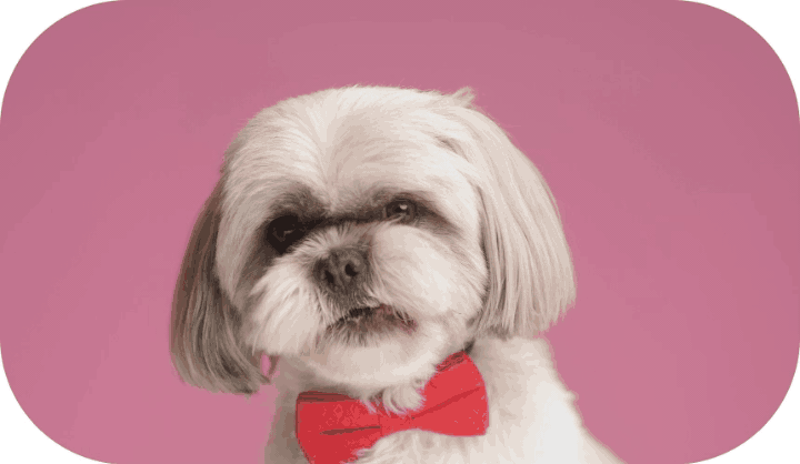 Cute dog licking his chops in front of a pink background