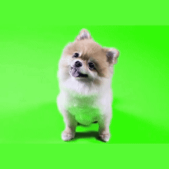 Pomeranian tilting its head back and forth in front of a green background