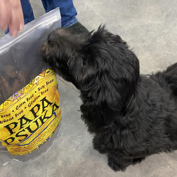 Walter the Goldendoodle sniffing a bag of Papa Psuka dog treats