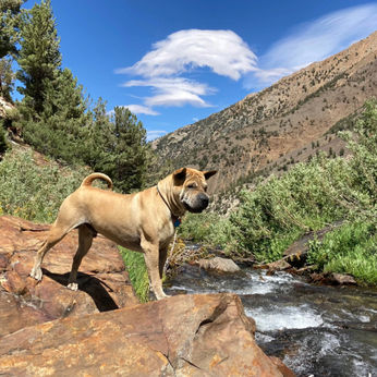 Etienne the Mountain Pei standing on rocks overlooking a stream of water