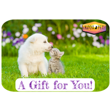 Puppy and kitten nuzzling each other on the grass