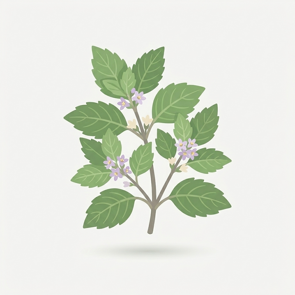 Patchouli Oil