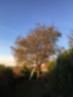 taille d'un noyer avant