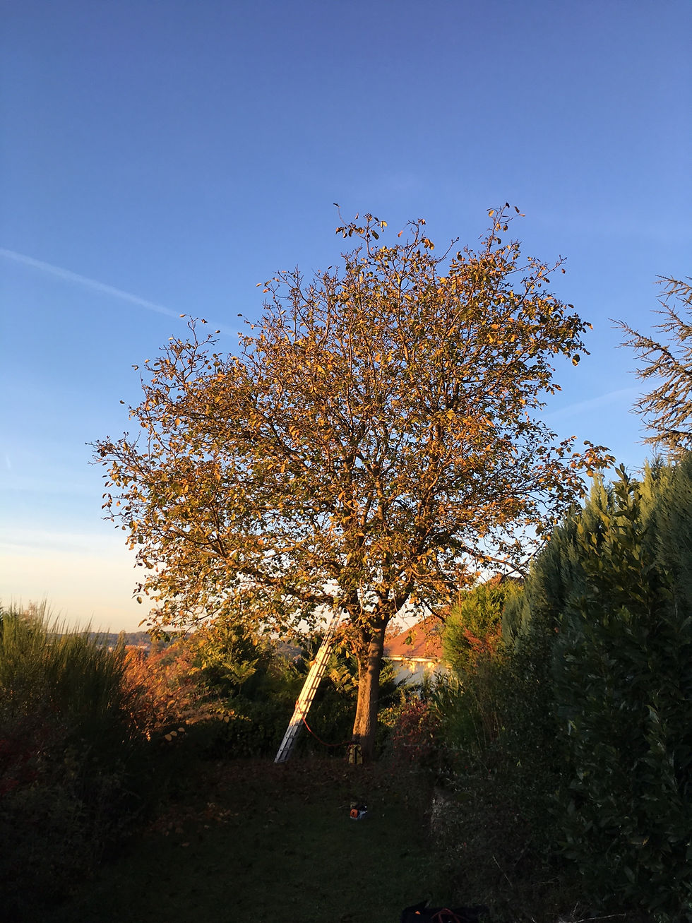 taille d'un noyer avant