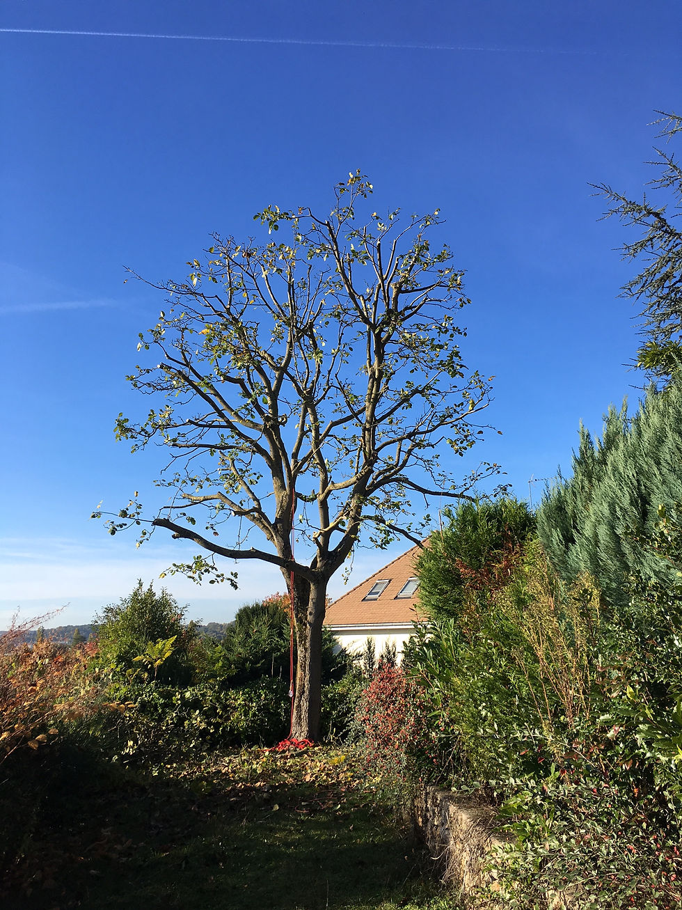 taille d'un noyer après