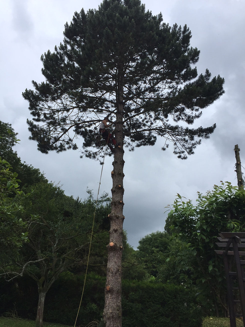 Abattage d'un pinus