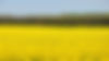 campodecanola