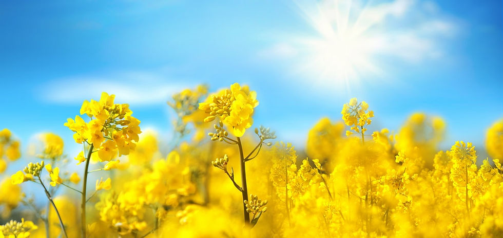 Aceite de canola