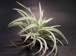 Air Plants