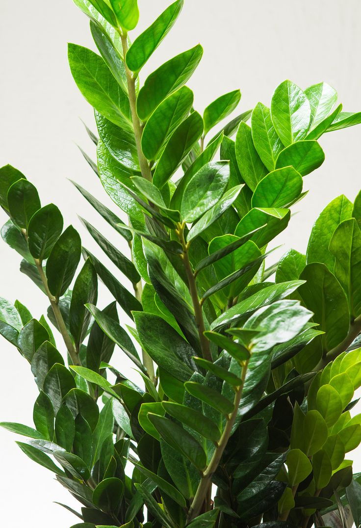Zamioculcus Zamiifolia