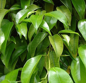 Ficus