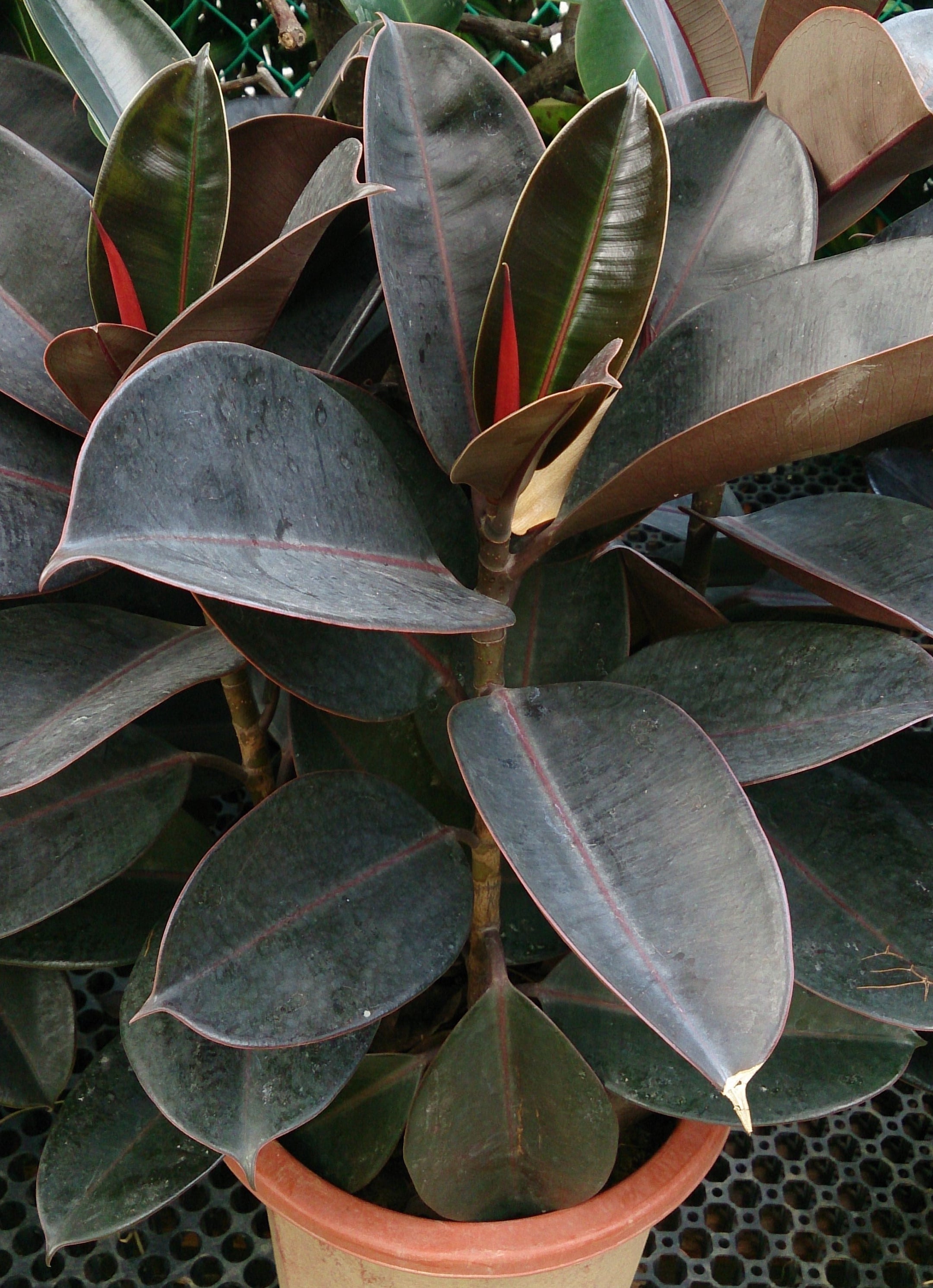 Rubber Plant - Ficus robusta