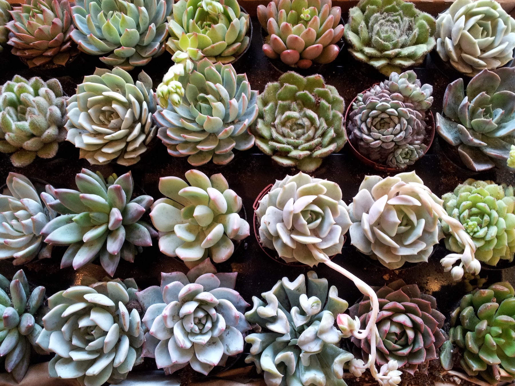 Succulents