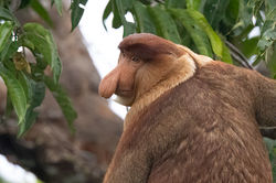 Male Proboscis Monkey, Borneo