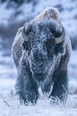 Bison
