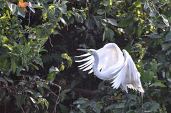 Egret