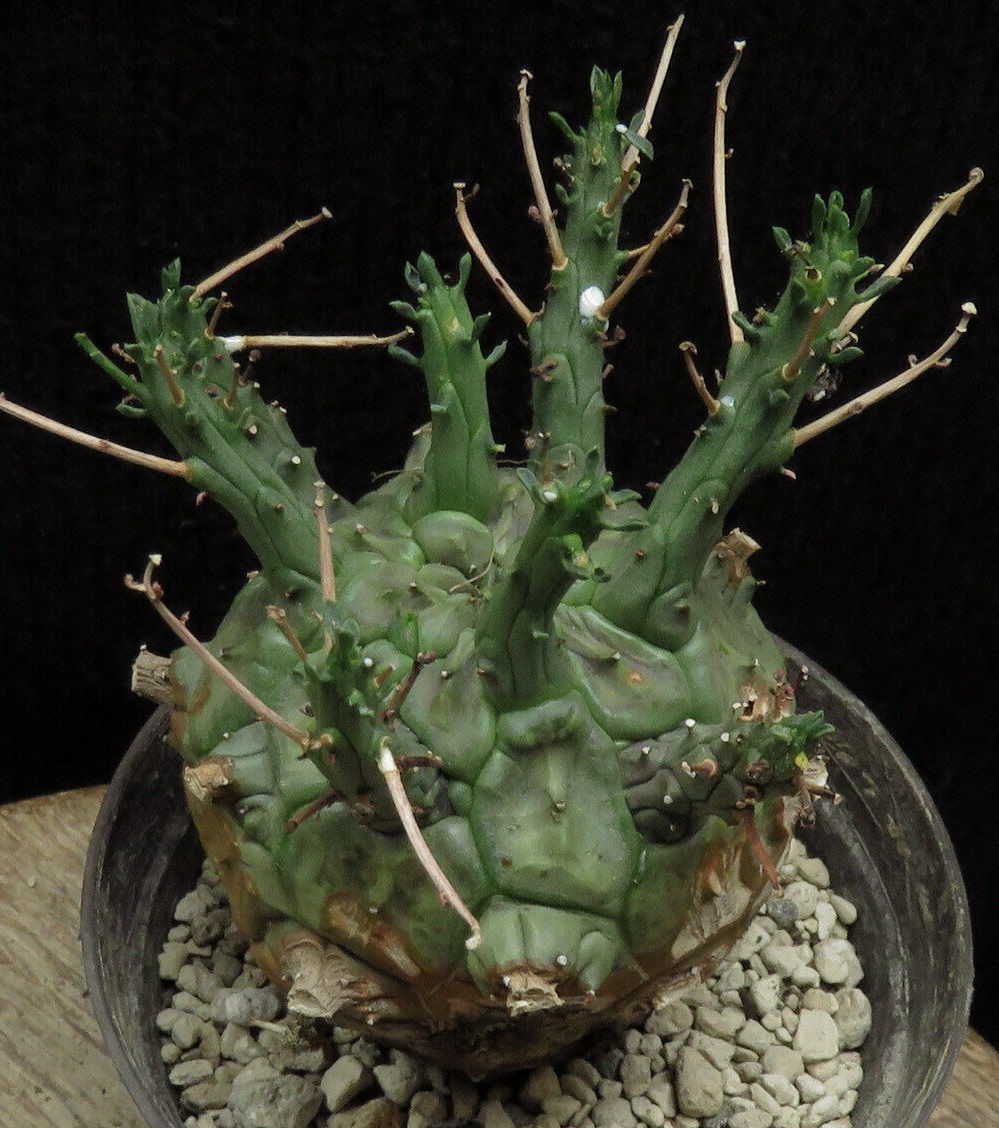 Euphorbia Decepta 5 Seeds